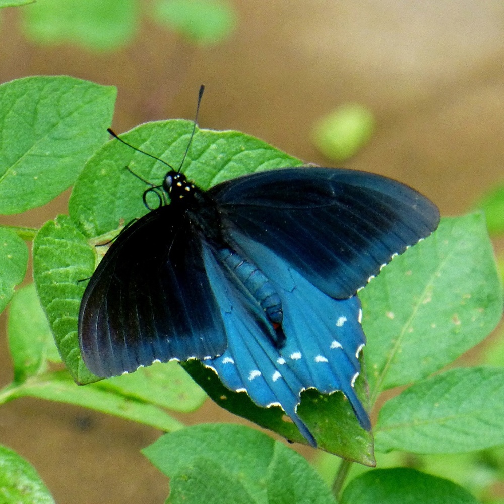 Meet your Posher, Autumn